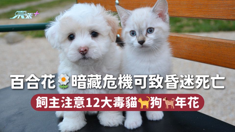 百合花🌼暗藏危機可致昏迷死亡 飼主注意12大毒貓🐈狗🐕年花