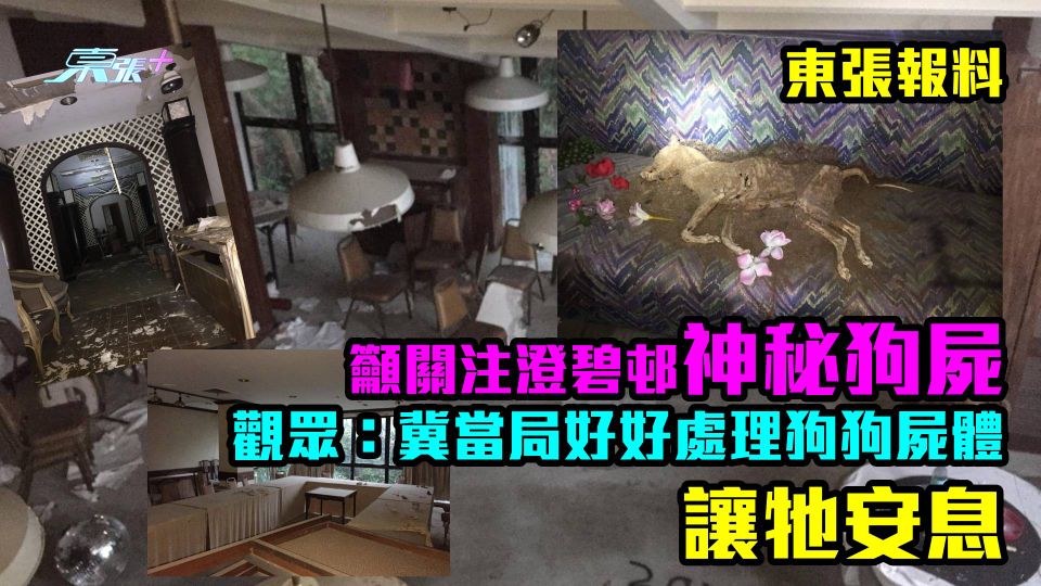 東張報料｜籲關注澄碧邨神秘狗屍　 觀眾：冀當局好好處理狗狗屍體，讓牠安息