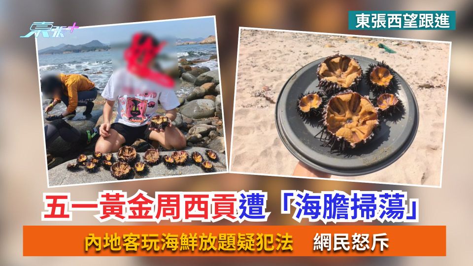東張西望跟進｜五一黃金周西貢遭「海膽掃蕩」　內地客玩海鮮放題疑犯法　網民怒斥
