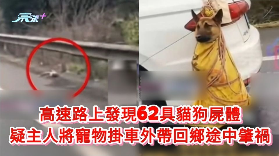 有片丨高速路上發現62具貓狗屍體 疑主人將寵物掛車外帶回鄉途中肇禍