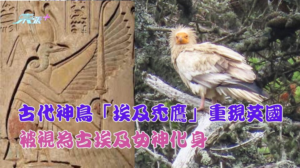 消失150年 瀕危古代神鳥「埃及禿鷹」現身英國 被視為古埃及女神化身