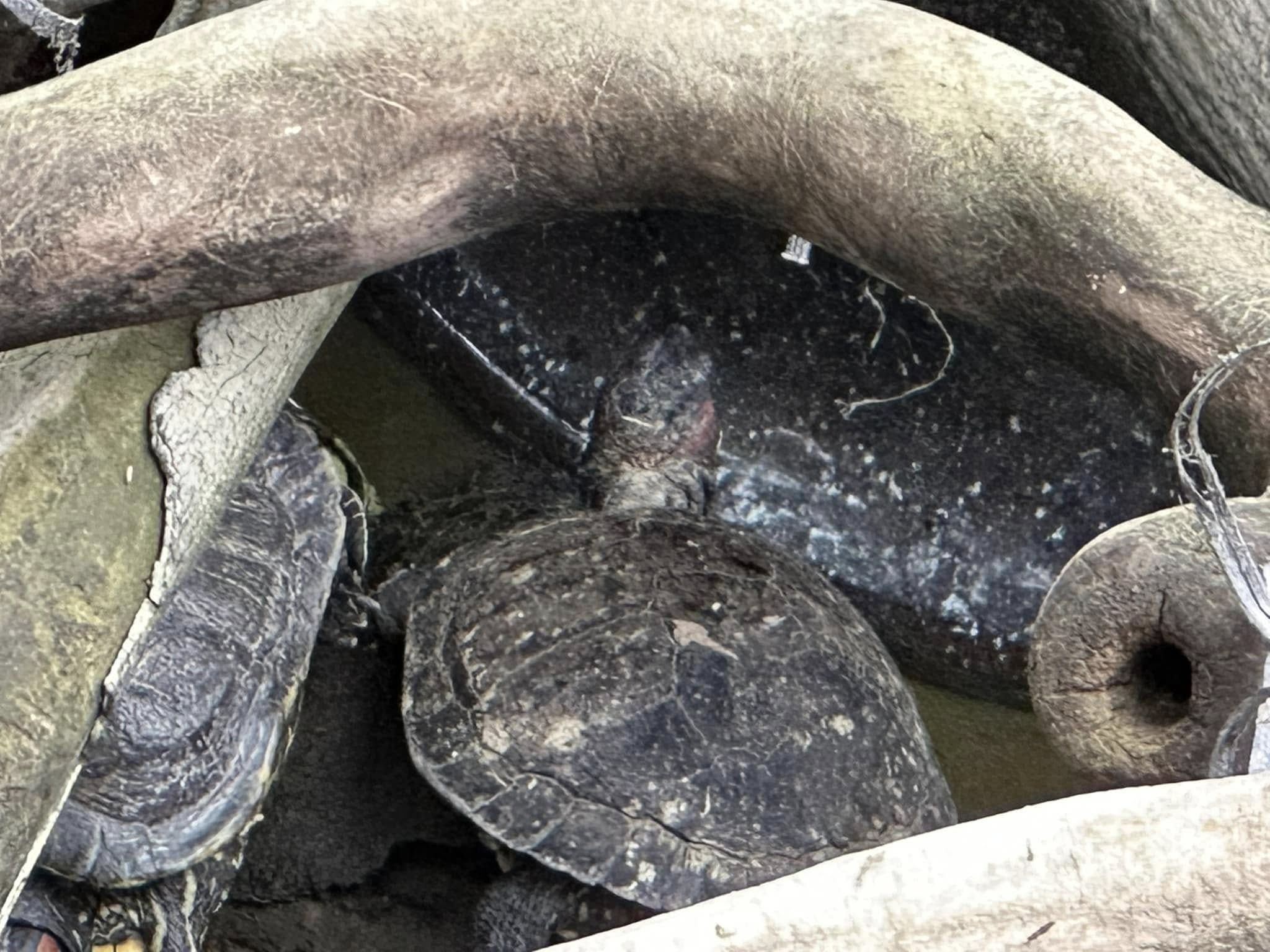 九龍公園水池大清洗「疑抽乾水」，康文署證3條魚缺水慘死。（龜途Facebook）