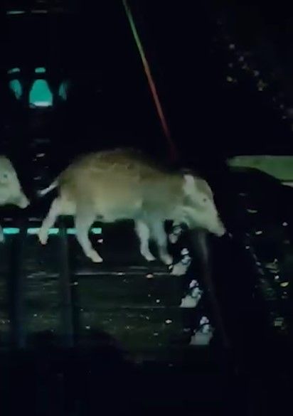 山頂纜車遇野豬BB「學行」阻路