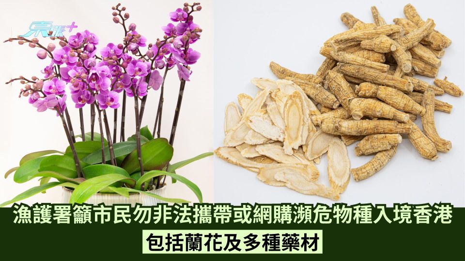 漁護署籲市民勿非法攜帶或網購瀕危物種入境香港 包括蘭花及多種藥材 