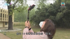 疫情重創旅遊業 江蘇有導遊以「雲導賞」服務介紹景區