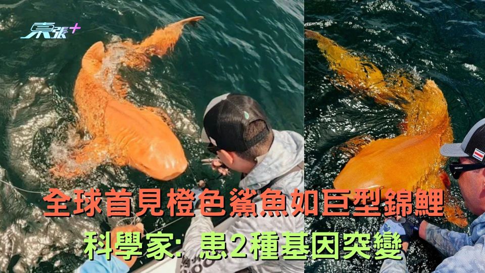 全球首見橙色鯊魚如巨型錦鯉 科學家: 患2種基因突變