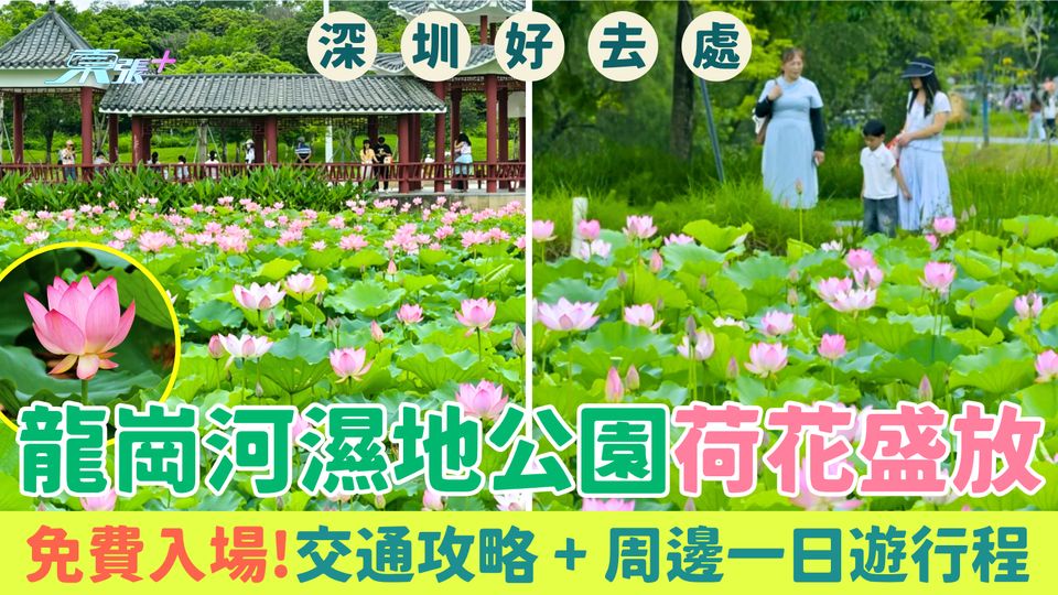 深圳好去處｜龍崗河濕地公園荷花盛放 免費入場！交通攻略 周邊一日遊行程推介