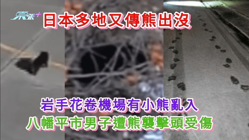 日本多地又傳熊出沒 岩手花卷機場小熊亂入 八幡平市男子遭熊襲擊頭受傷