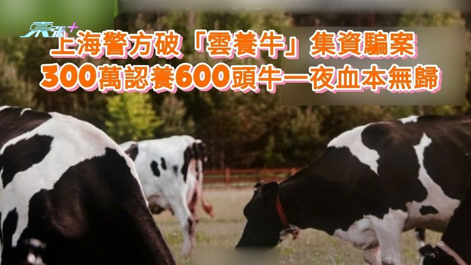 集資騙案|上海警方破「雲養牛」騙局 300萬認養600頭牛一夜血本無歸
