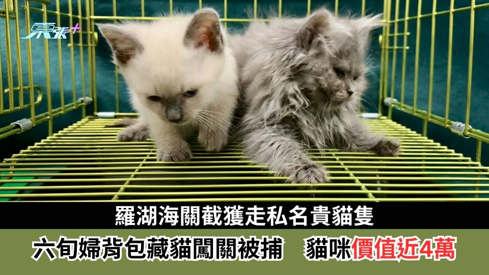 羅湖海關截獲走私名貴貓隻　六旬婦背包藏貓闖關被捕　貓咪價值近4萬