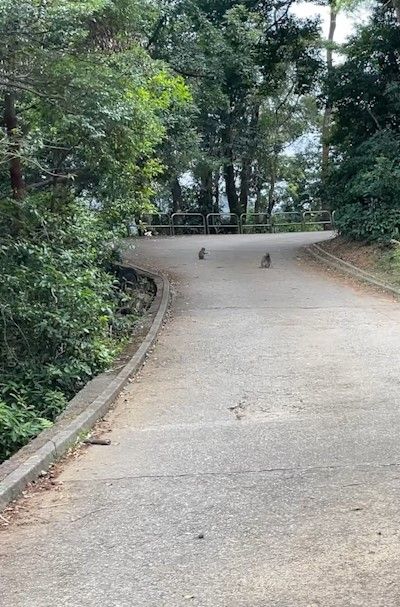 港人城門水塘行山遇馬騮搶食，結果中伏搶錯狗屎當場「灰爆」。