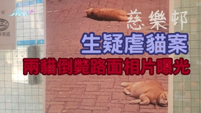 滅絕人性！慈樂邨生疑虐貓案 兩貓倒斃路面相片曝光