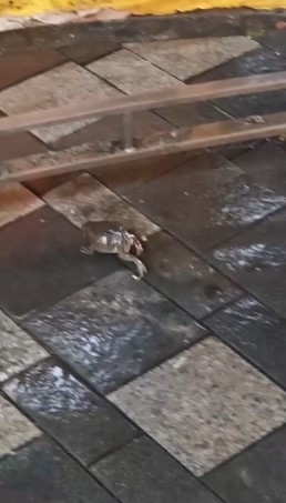 青蛙一路小跑跳至一輛巴士旁