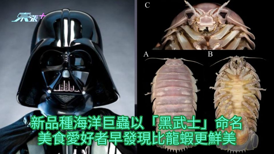 新品種海洋巨蟲以「黑武士」命名 美食愛好者早發現比龍蝦更鮮美