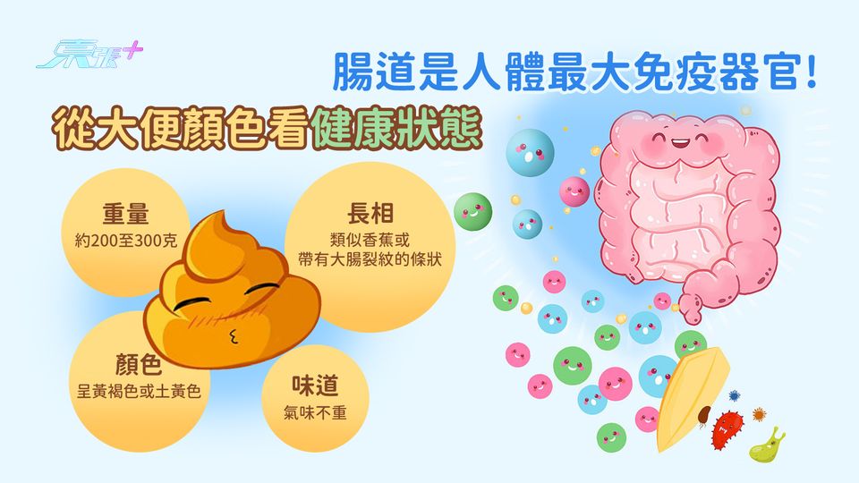 腸道是人體最大免疫器官！ 從大便顏色看健康狀態