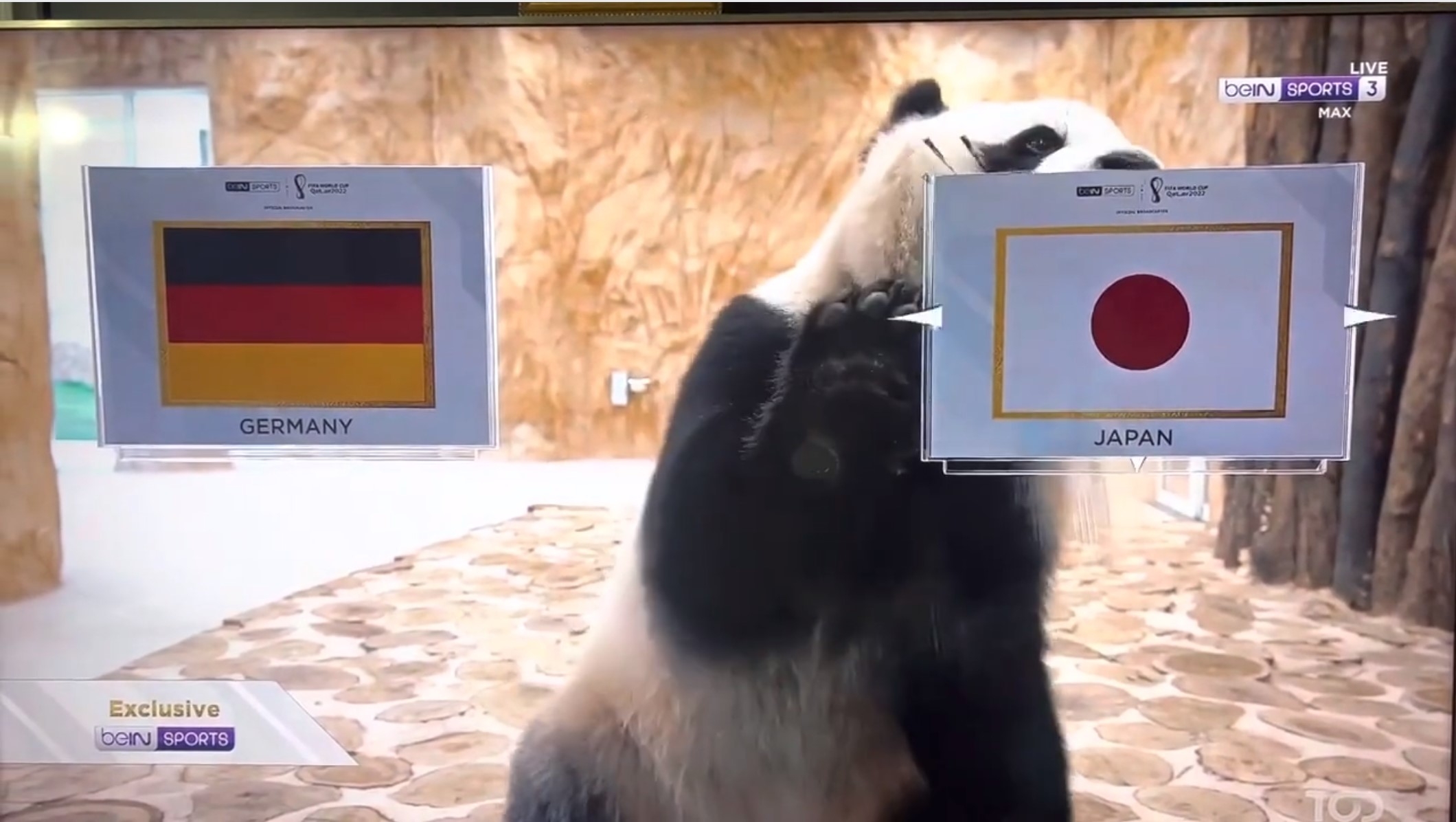 「京京」成功預言日本隊勝出(網上圖片)