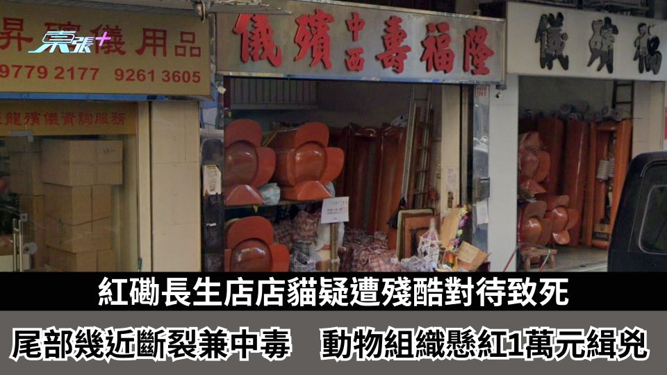 紅磡長生店店貓疑遭殘酷對待致死　尾部幾近斷裂兼中毒　動物組織懸紅1萬元緝兇