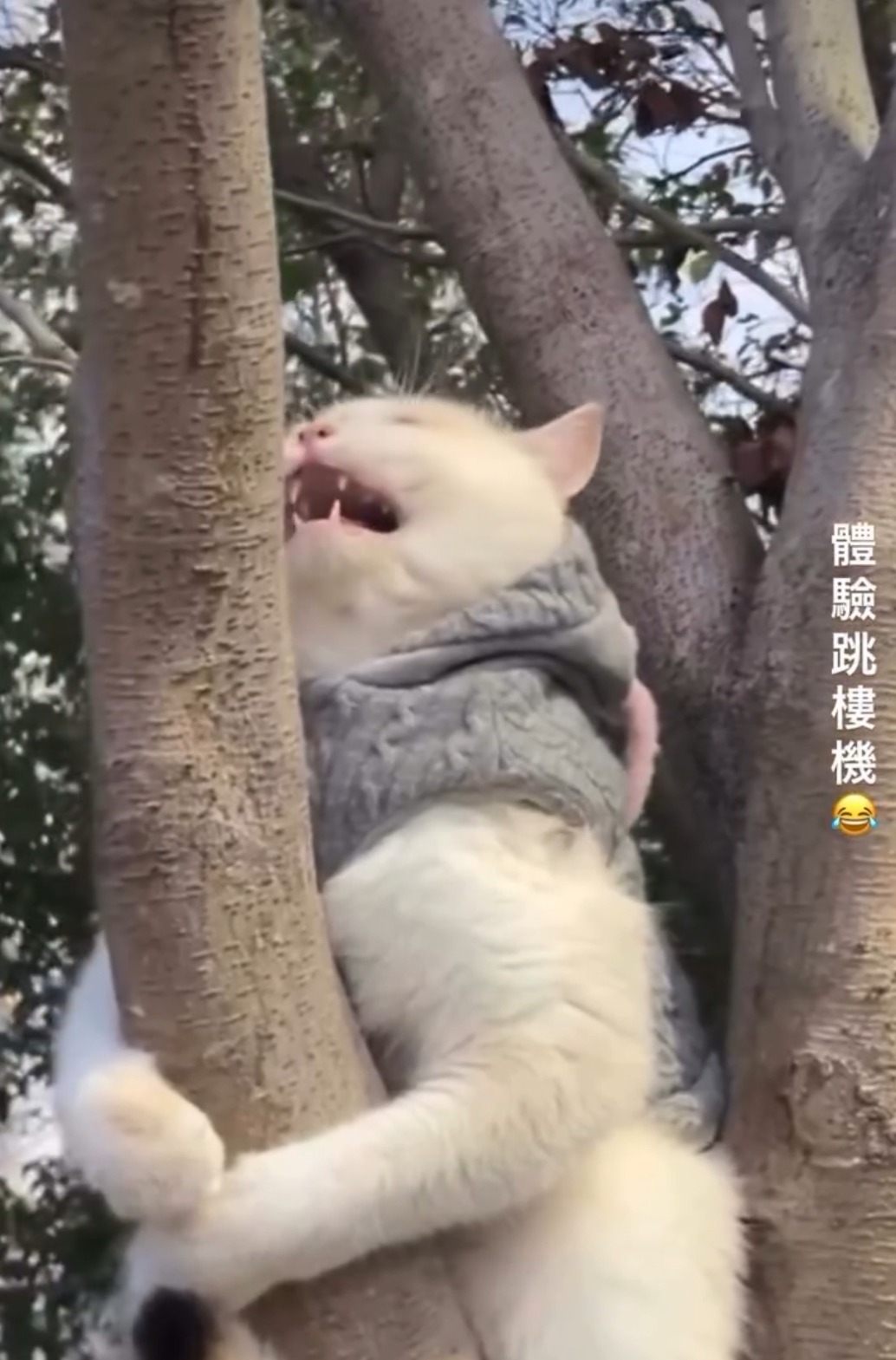 貓咪高處受驚慘叫　主人配文「體驗跳樓機」