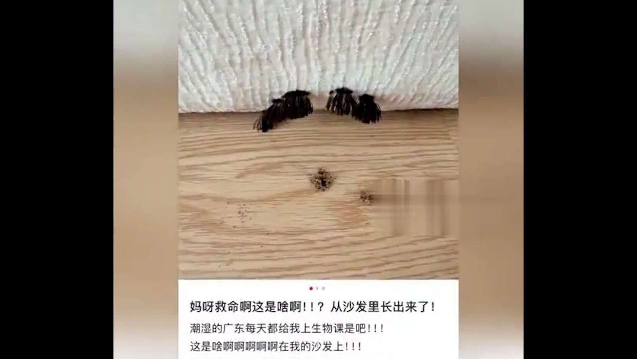 一名廣州女子日前發現家中梳化底部突然長出幾個「黑色刷毛」狀物，原本以為只是污垢，沒想到短短幾日竟逐漸變大，嚇得她趕緊上網求助。