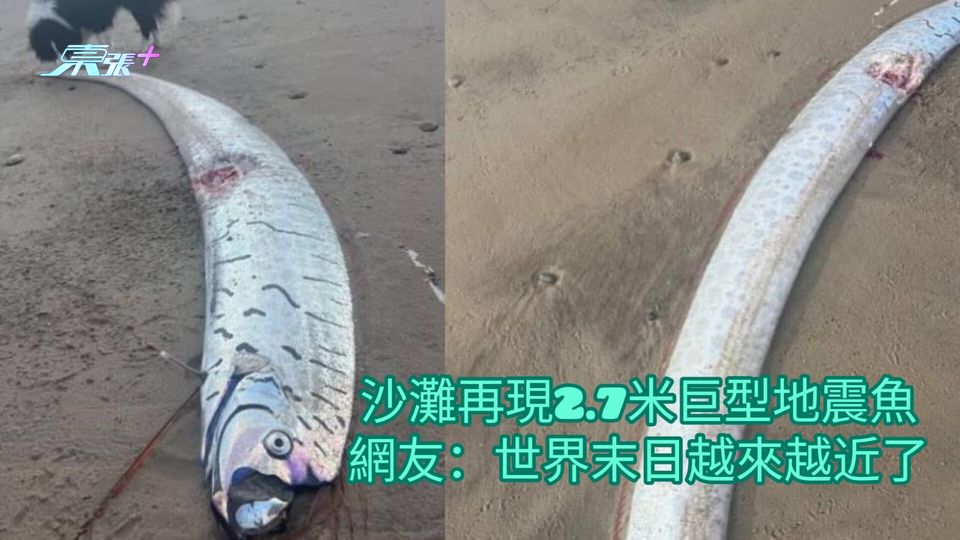沙灘再現2.7米巨型地震魚 網友:世界末日越來越近了