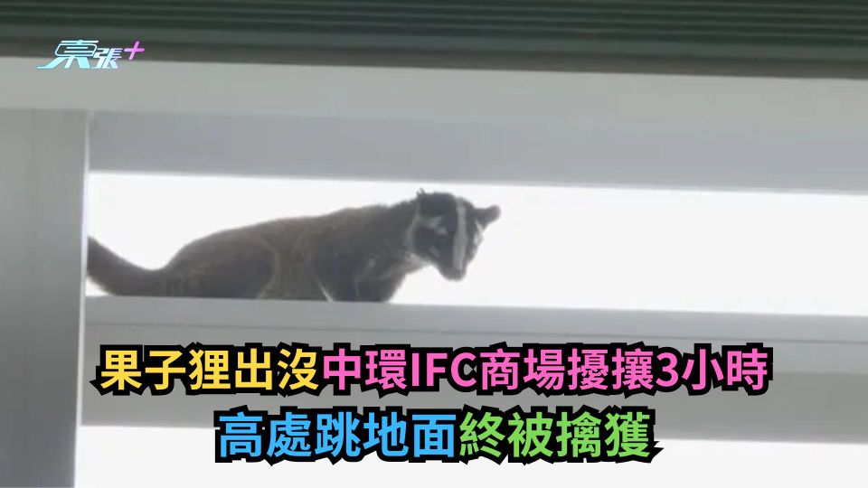 果子狸｜出沒中環IFC商場擾攘3小時　高處跳地面終被擒獲