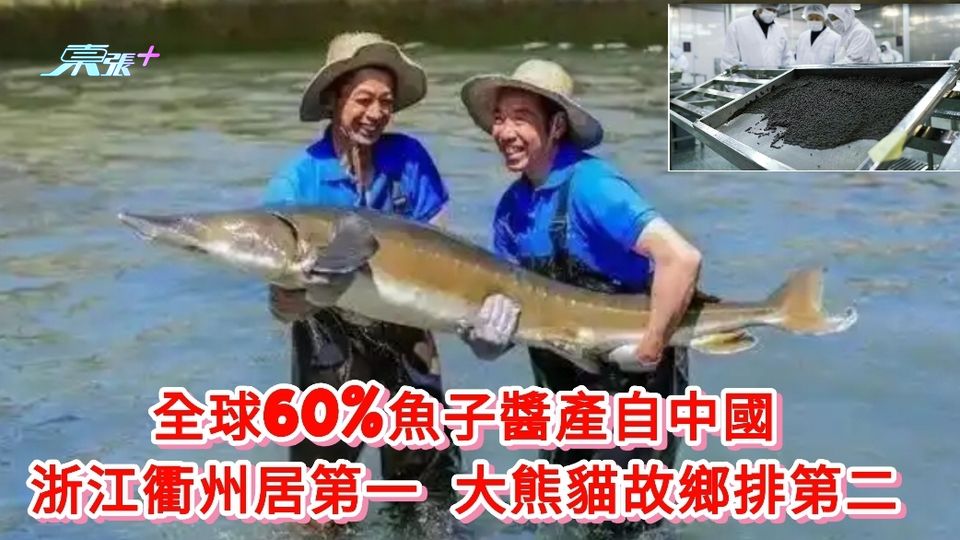 全球60%魚子醬產自中國 浙江衢州居第一 大熊貓故鄉排第二 