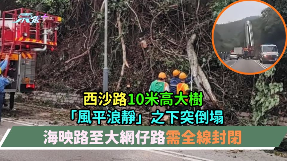 西沙路10米高大樹「風平浪靜」之下突倒塌  海映路至大網仔路需全線封閉
