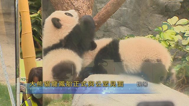 大熊貓兩姊弟正式與公眾見面