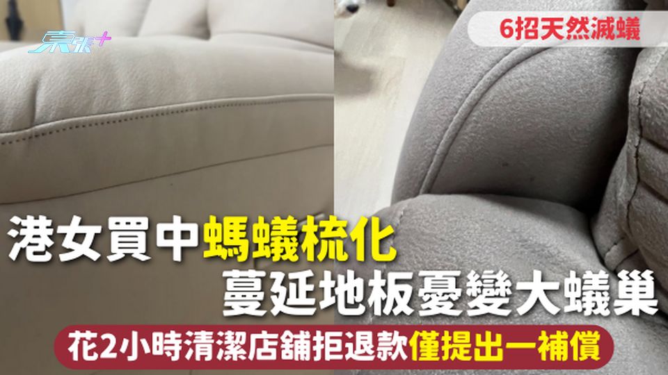 螞蟻入屋 | 港女買中螞蟻梳化 蔓延地板憂變大蟻巢 花2小時清潔店舖拒退款僅提出一補償 6招天然滅蟻