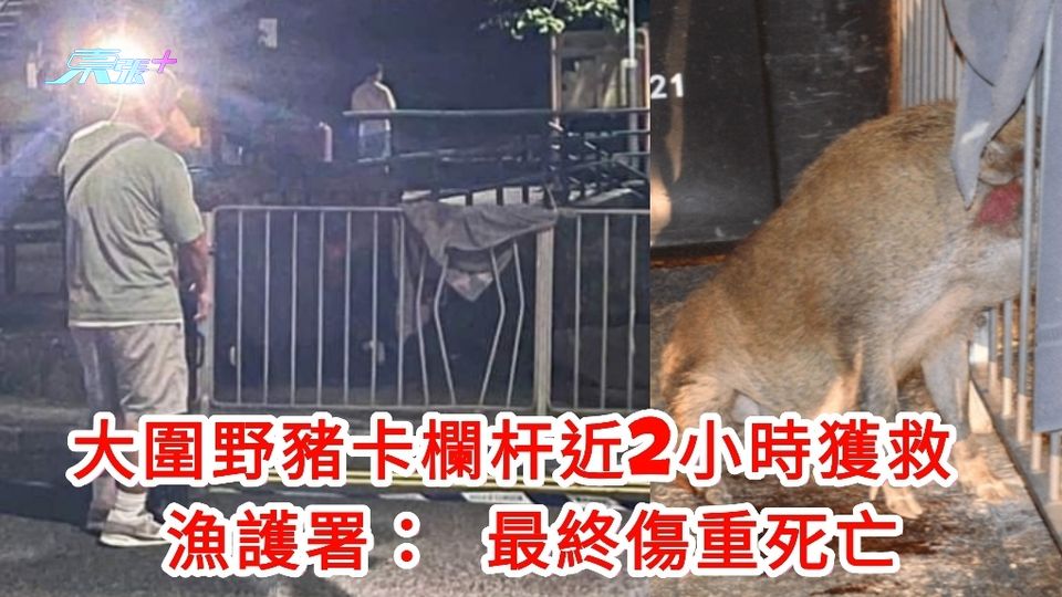 大圍野豬卡欄杆近2小時獲救 漁護署： 最終傷重死亡