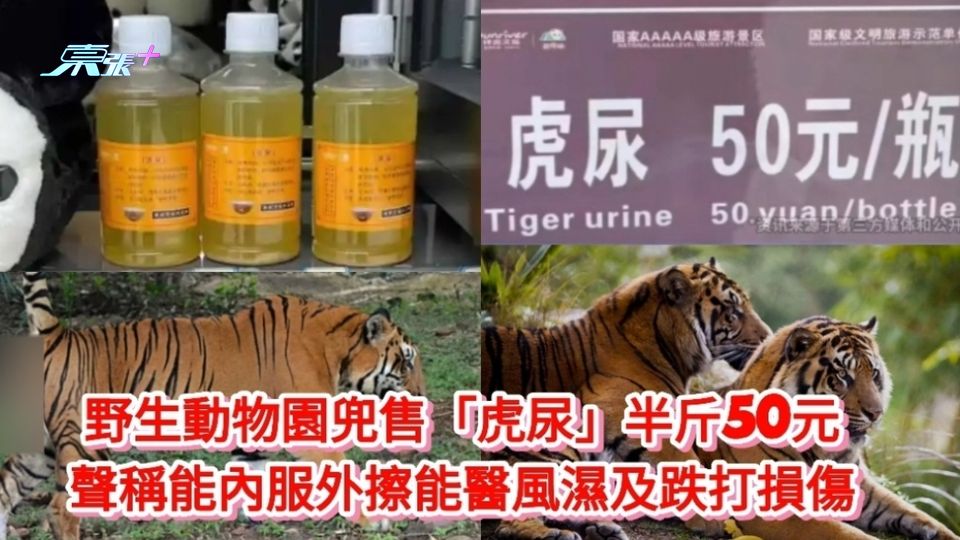 有片|野生動物園賣「虎尿」半斤50元 聲稱可內服外擦能醫風濕及跌打損傷