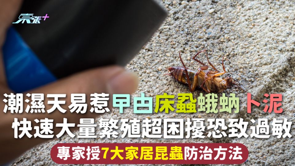 昆蟲入屋 | 潮濕天易惹曱甴床蝨蛾蚋卜泥 快速大量繁殖超困擾恐致過敏 專家授7大家居昆蟲防治方法