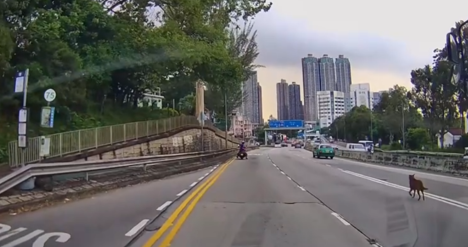 車Cam直擊|青山公路好心鐵騎士護送流狼狗 網民大讚:人間有愛