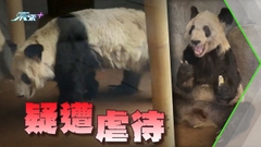旅美大熊貓丫丫完成身體評估 狀況穩定將送返中國