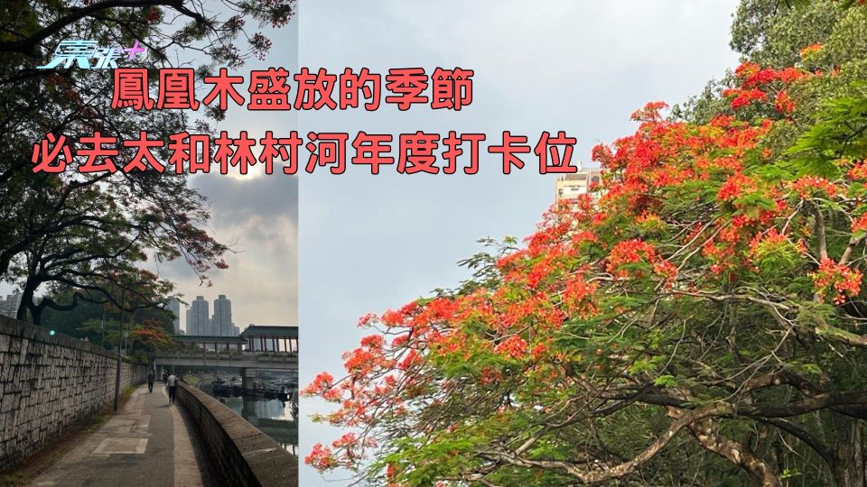 鳳凰木盛放的季節 必去太和林村河年度打卡位