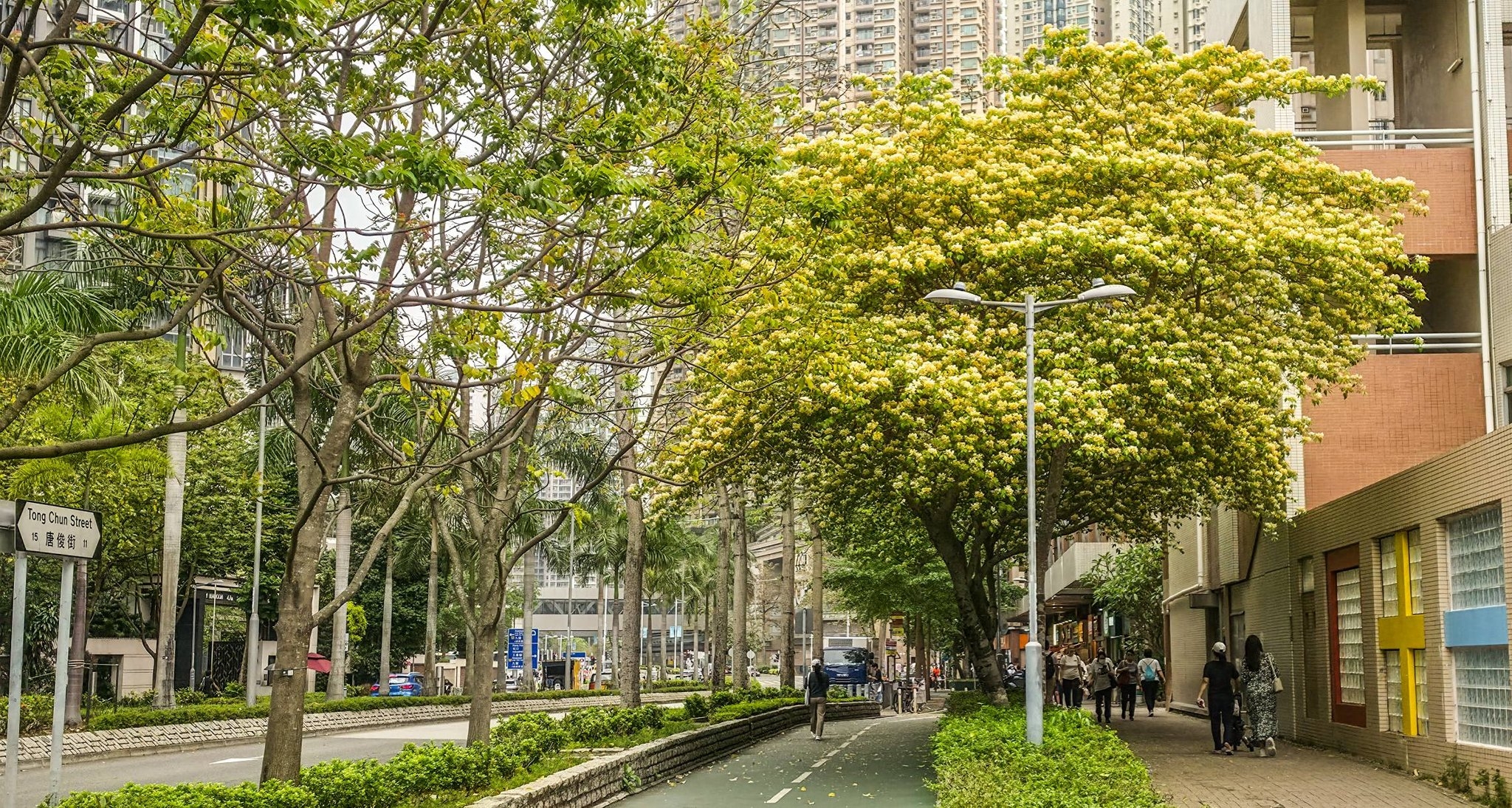 可能是樹、摩天大樓和街道的圖像