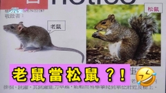 美麗誤會 上水太平邨松鼠出沒被當老鼠
