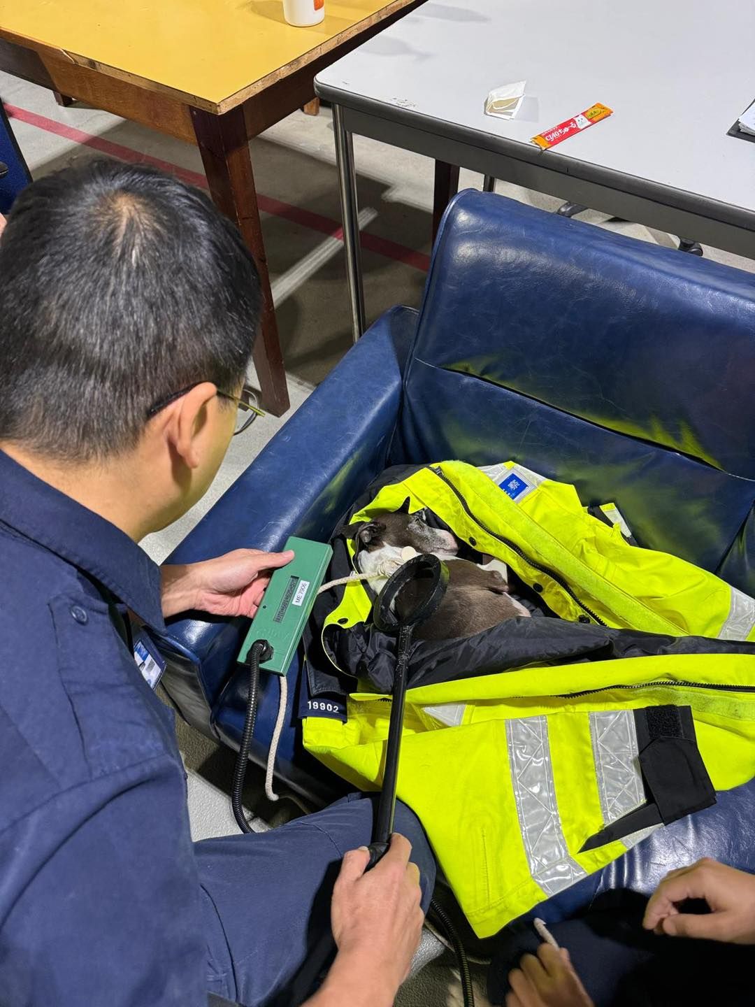 荃灣小狗走失誤闖荃灣公路險象環生。(FB@香港警察)