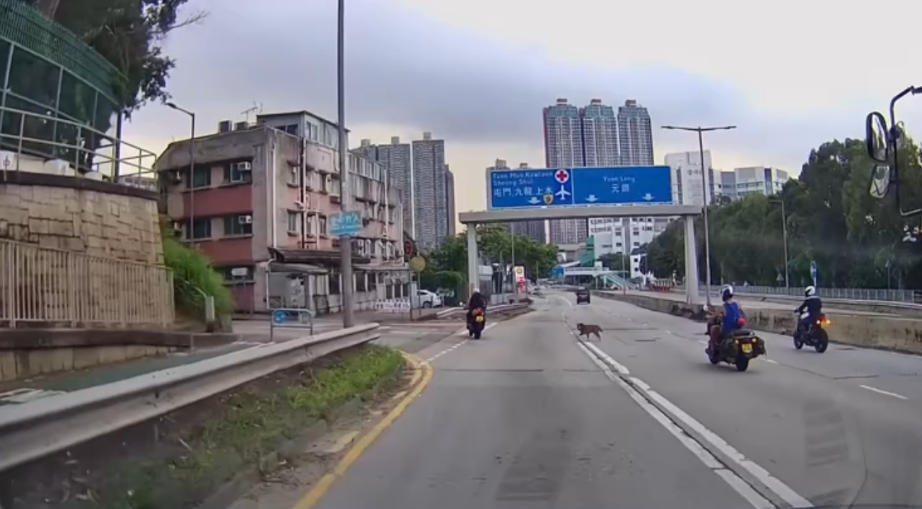 車Cam直擊|青山公路好心鐵騎士護送流狼狗 網民大讚:人間有愛