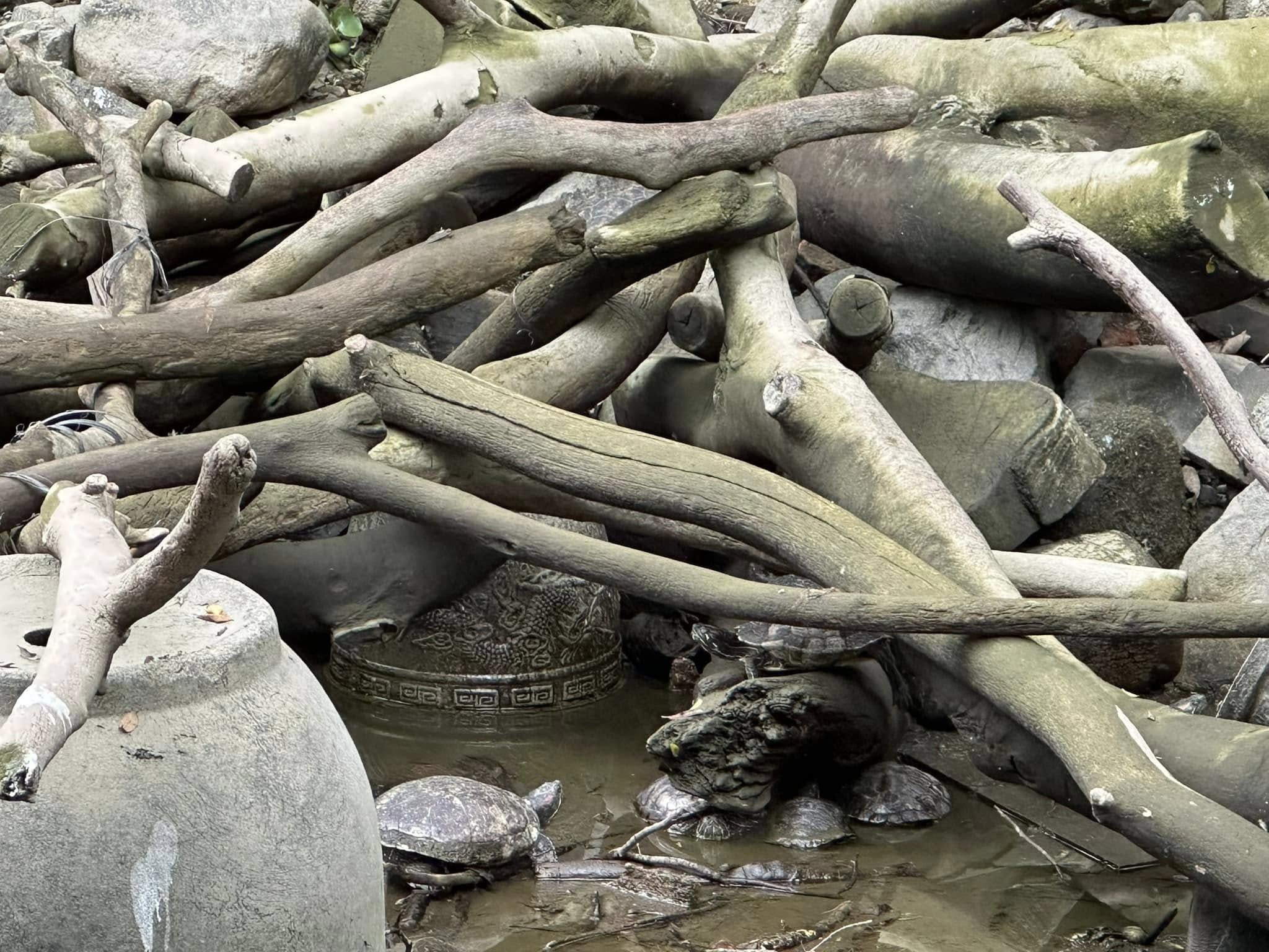 九龍公園水池大清洗「疑抽乾水」，康文署證3條魚缺水慘死。（龜途Facebook）