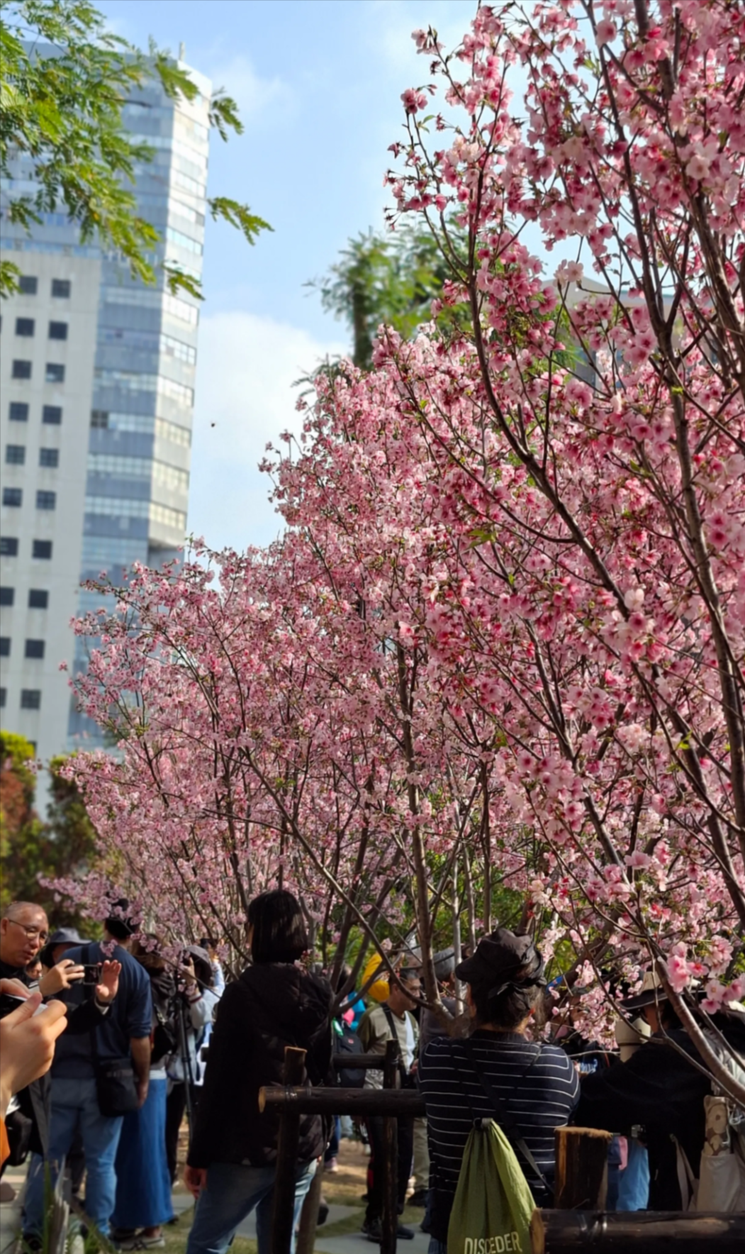 香港「櫻花季」提早來臨　石門隱世地點引過百市民專程拍攝 (Threads@catcat25000)