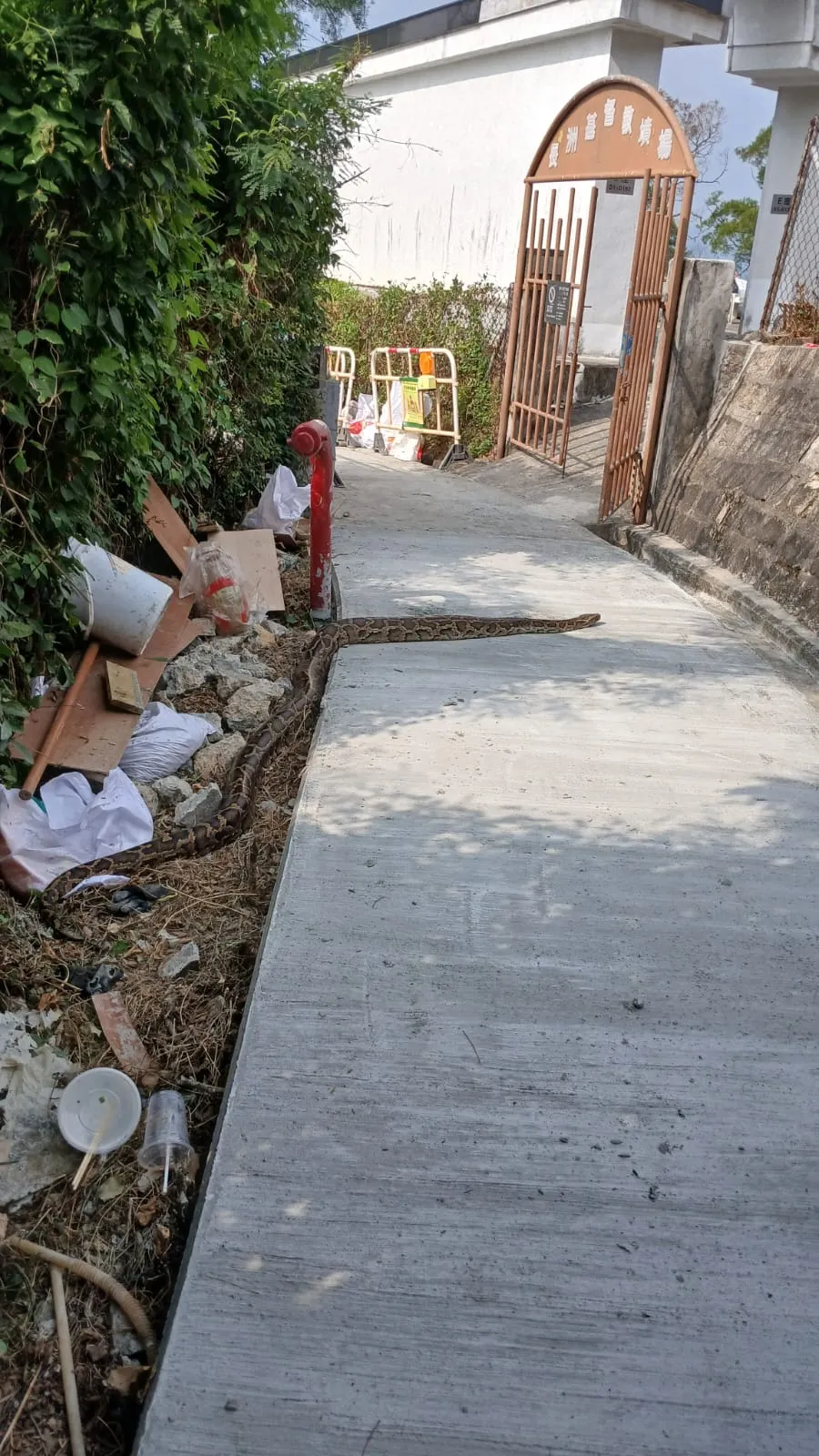 東張西望報料｜長洲墳場外驚現巨型緬甸蟒　蟒蛇勁得意仲識「翻牆上網」