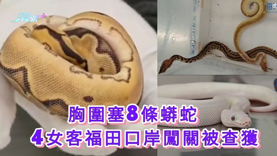 有片｜胸圍塞8條蟒蛇  4女客福田口岸闖關被查獲