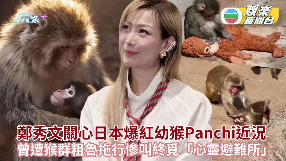 鄭秀文關心日本爆紅幼猴Panchi近況 曾遭猴群粗魯拖行慘叫終覓「心靈避難所」