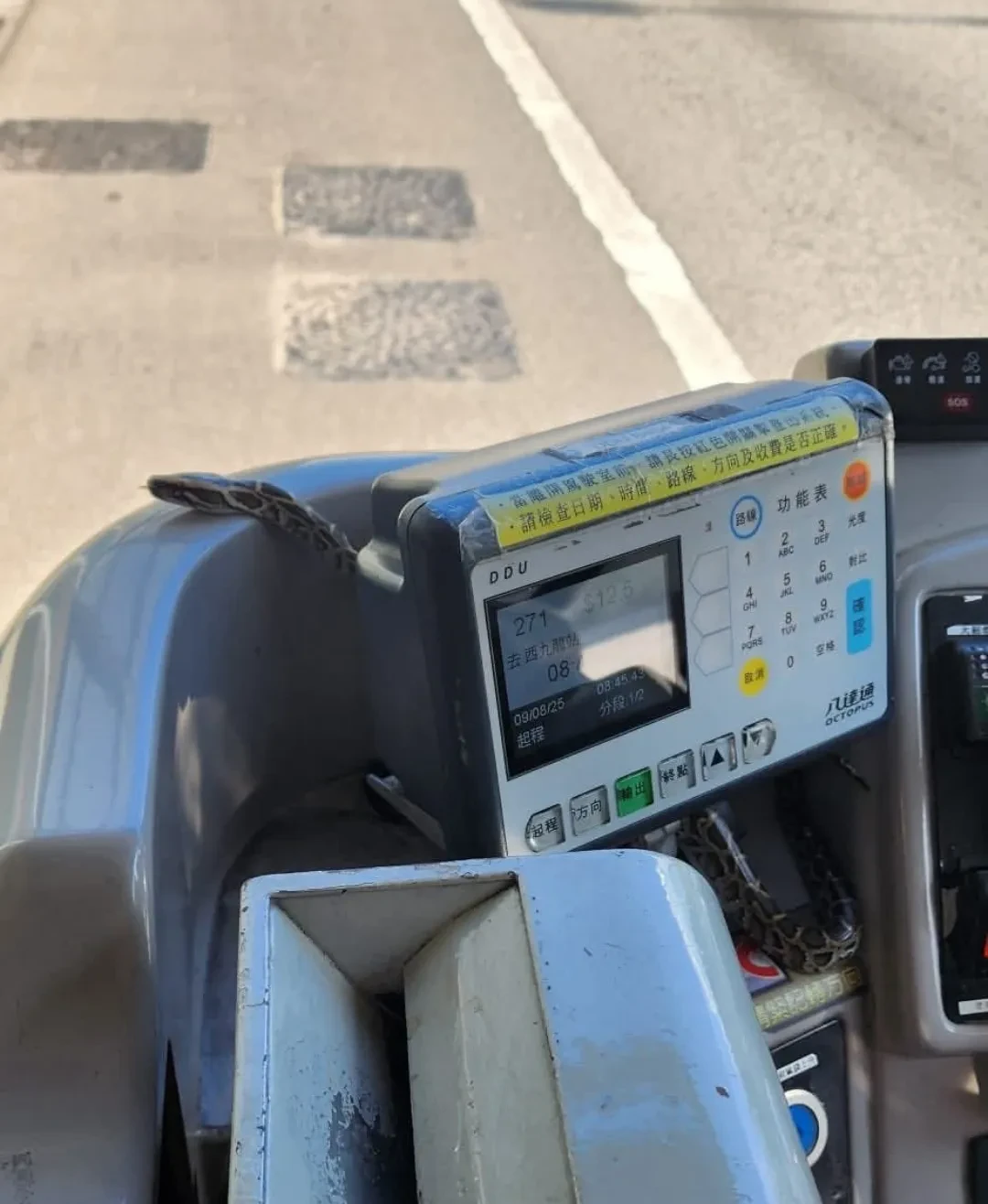 巴士「不速之客」坐霸王車　蛇仔上車嘆冷氣　網民揭原來為港原生物種