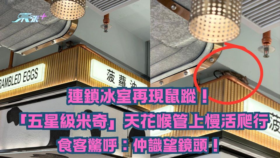 連鎖冰室再現鼠蹤！「五星級米奇」天花喉管上慢活爬行 食客驚呼：仲識望鏡頭！