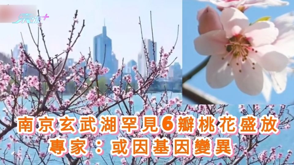 有片|南京玄武湖罕見6瓣桃花盛放 專家：或因基因變異 