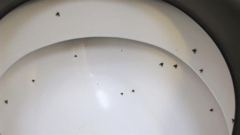 浴廁小蟲「蛾蚋」渾身髒汙細菌千萬別赤手拍打！ | 生活| 三立新聞網SETN.COM