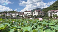 浙江有鄉村建立蓮漁綜合種養基地養水魚 大增村民收入