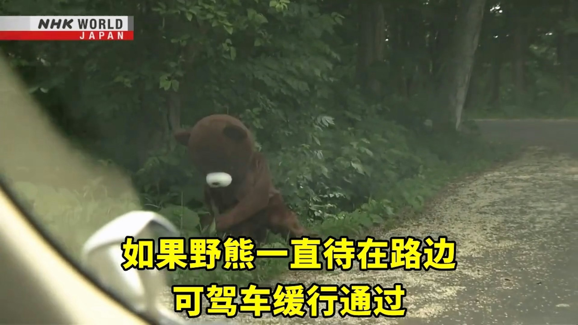 如果野熊一直待在路邊，可駕車緩行通過。（Facebook影片截圖／NHK WORLD-JAPAN Chinese - traditional）